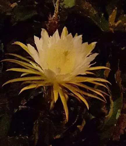 Bruma Isabella Βίλα