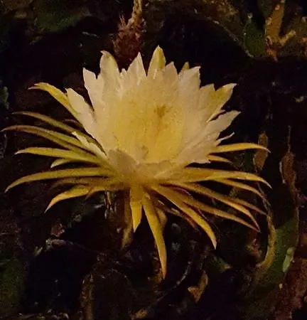 Bruma Isabella Villa